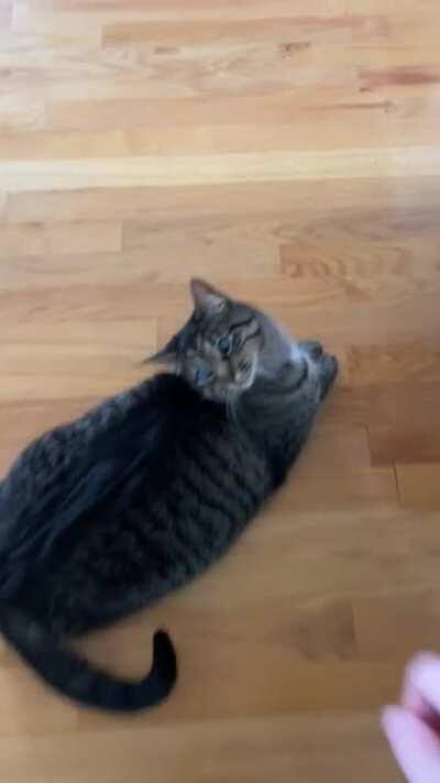 My blind sweetie senses the hand and demands scritches.