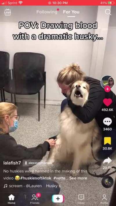 Huskies always bring the ✨drama✨