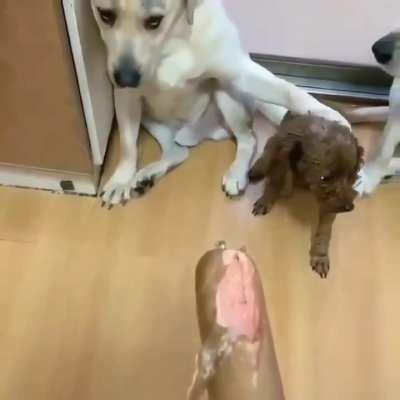 Your Dog is a fucking snitch