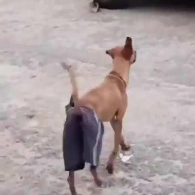 Weakest Brazilian Dog