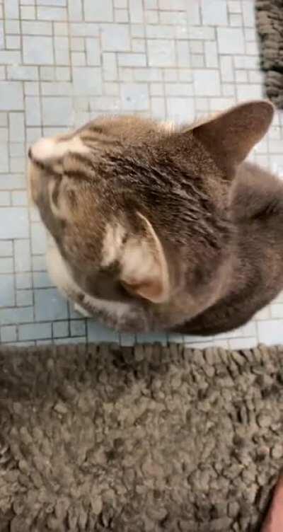 Her name is CC. Stands for ChattyCat. She is noisiest when she wants pets and attention. She loves nose rubs, that’s her favorite