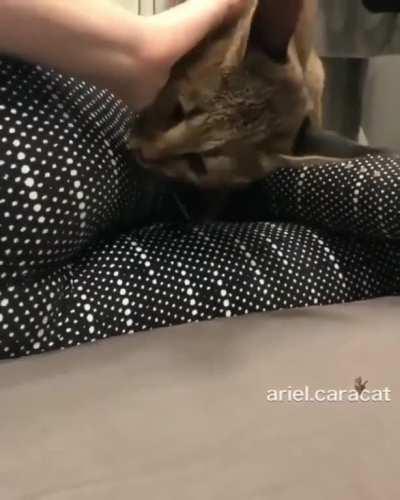 Жопный кусач