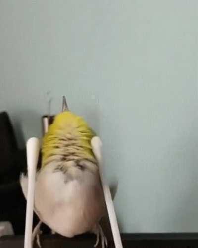 dEAd BiRd AFtER beiNG hiT WiTh TwO blades