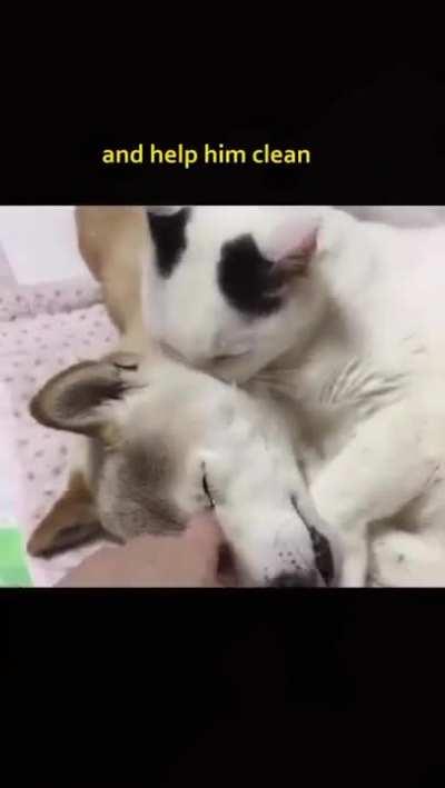 The way the cat caught him when he fell