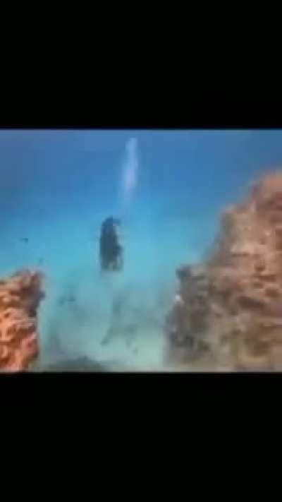 fuck the land, embrace the sea