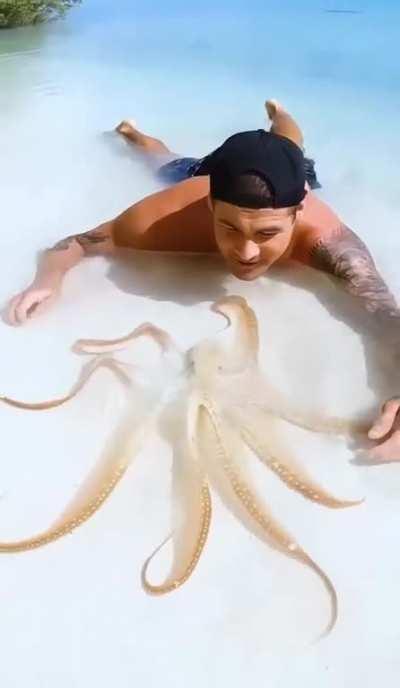 Congenial interaction between a beachgoer and an octopus on a tropical island