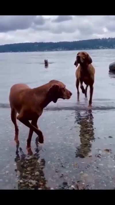 Vizsla’s amazing ability to stand STILL during bird hunting waiting for the master to fire!
