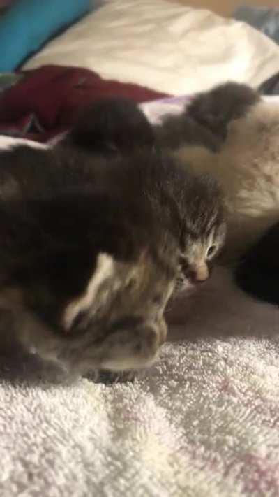 It’s always the smallest of the gang that yells the loudest. *sound on*