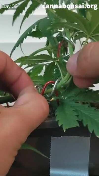 Cloned an Autoflower then gave it a bonsai aesthetic