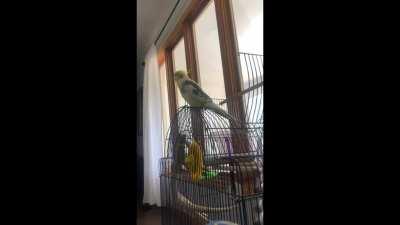 After a long week! Joey finally did something other than shriek. He’s 8 years and wasn’t socialize in his previous home. We’re working on it slowly but surely.