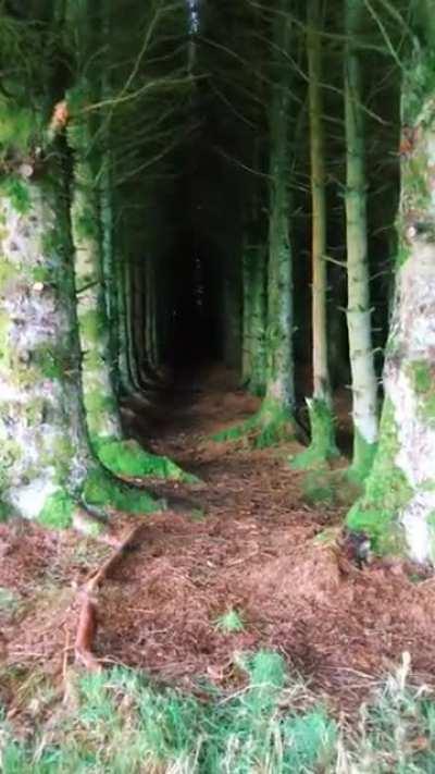 The shortcut I walk to get home