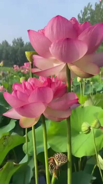 So beautiful and satisfying