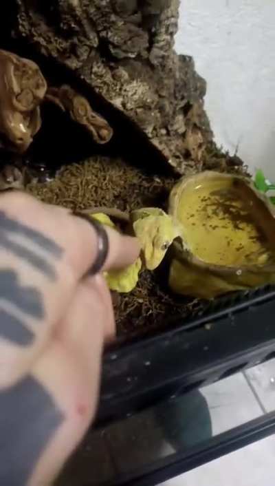 Thank God she's not venomous.