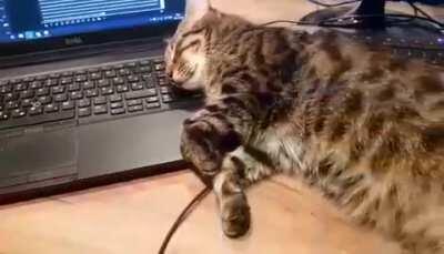 Work from home they said. It will be fun they said.