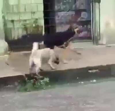 Leve seu cachorro para passear. Ou terceirize.