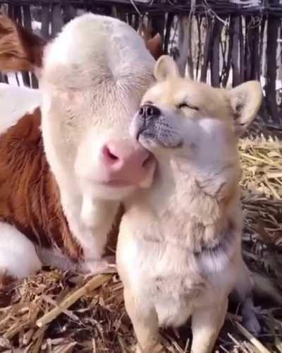 Animals know how to be friends🥰