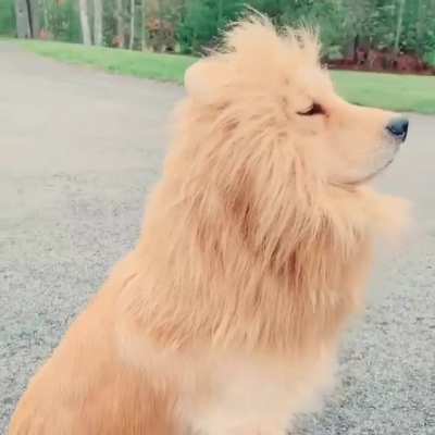 Hear me roar from me_shally on instagram