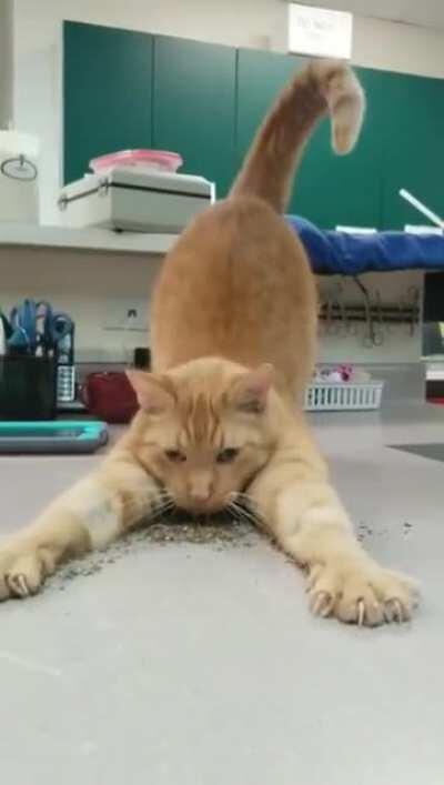 This cat's happy slide into a pile of catnip