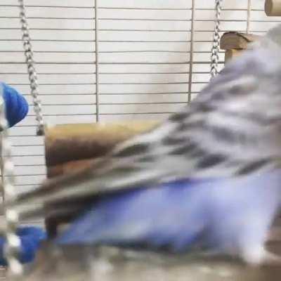 ‘Mum! Look how high I can swing!’