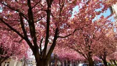 Blossoms of Brussels