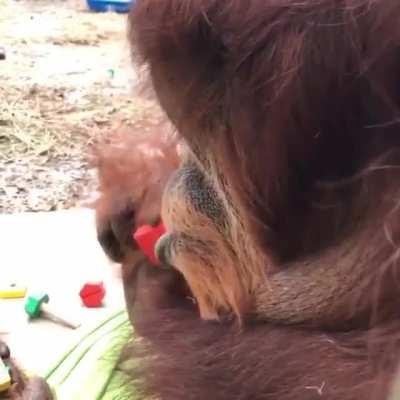 macaco finge q é burro pra n pagar imposto