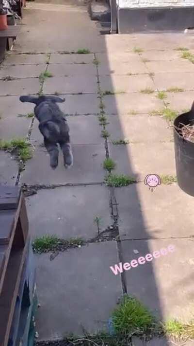 Got this cute slow mo of baby marshmallow enjoying the garden 🥰