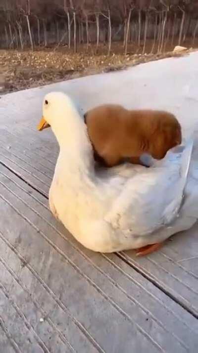 Duck Rider, Master of Cuteness and Ducks.