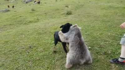 Who do you put your stakes on