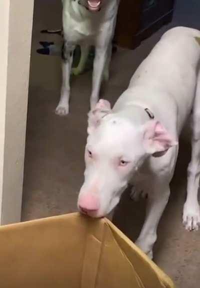 Only 1 brain cell between these 2 and it’s being used to eat a box