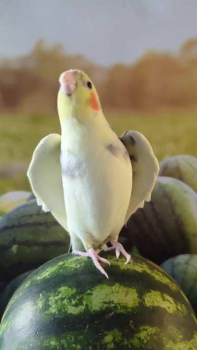 Cockatiel sings opera 
