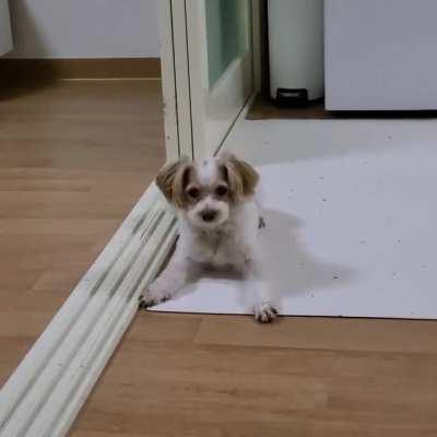 My dog doesn't know how to bark