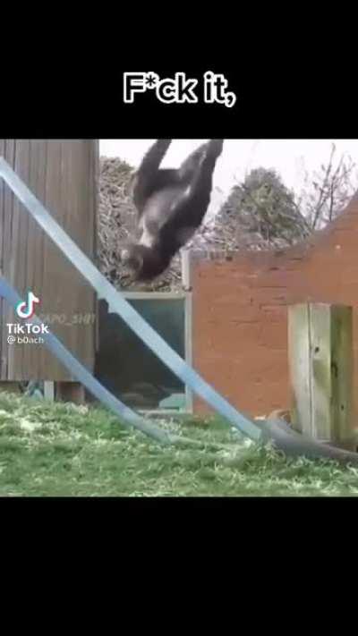 Fuck it playboi monky