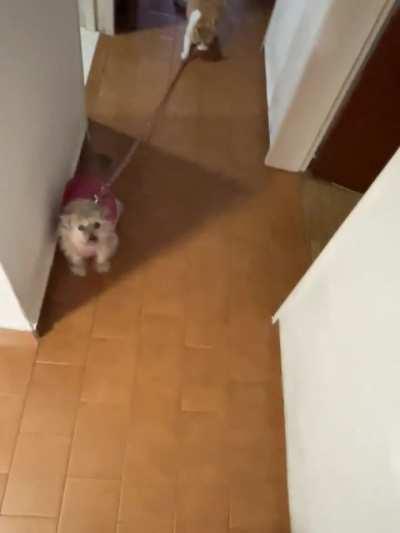 un gato teniendo de la correa a un perro? si
