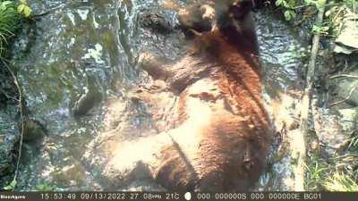 Overhead view of a bathing bear in the back country.