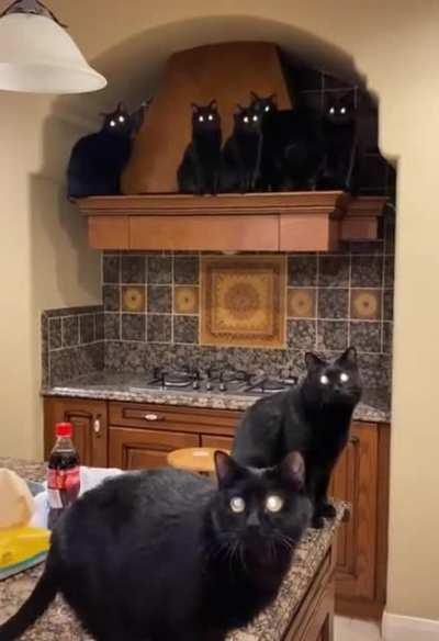 Glória ao gatos preto