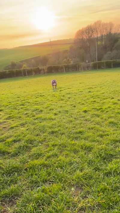 Is my dog over weight?