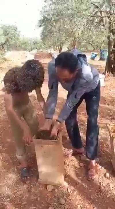 WTF way of collecting bees is this?