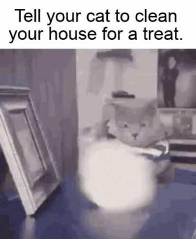 You just need to train your cat, she will do it.