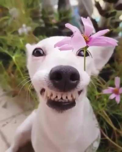 От улыбки станет всем светлей