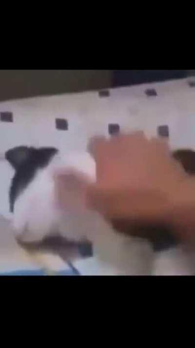 Michi Pirulais 🐱🐾