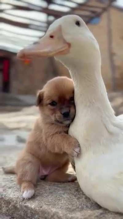 Cute puppy enjoying!