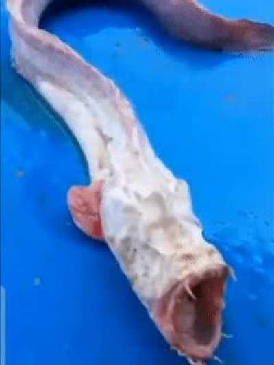 🔥Straight from an Alien movie