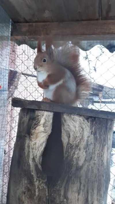 As someone on a nearby street blew up a firecracker he immediately stopped playing and started making these heartbreaking sounds. It took him a couple of hazelnuts to get over it.