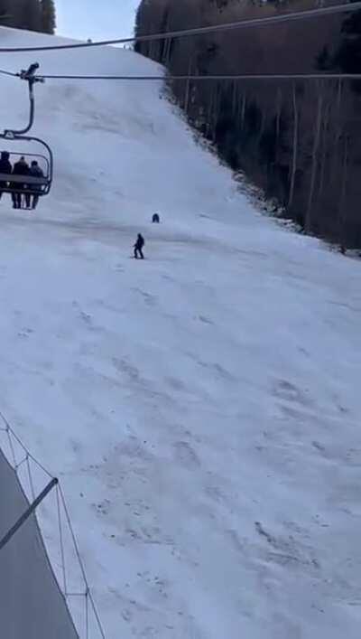 If you fall, you have to feed the bear