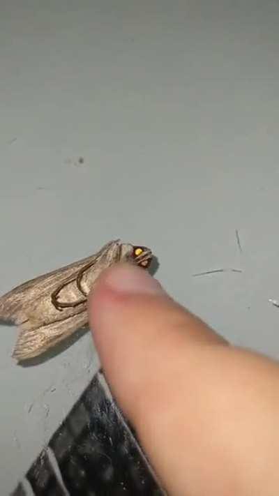 Zach and the moth