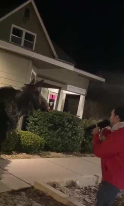 HMRB While I serenade this moose.