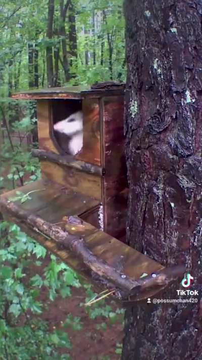 Opossum vibing in birdhouse (SOUND)