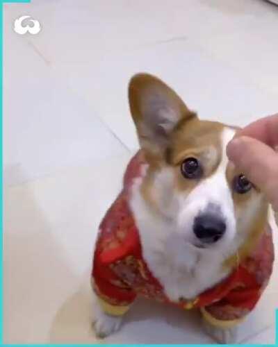 Não trole seu melhor amigo e deveria ter um flair para coisas fofas = fofo (かわいい)