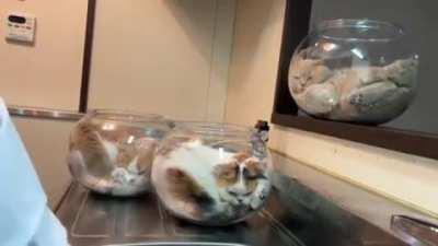 коты - жидкость (лайфхак?)