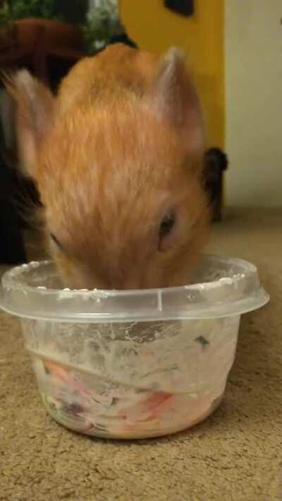 Miss Shugg enjoying her din-dins 🐖🐖